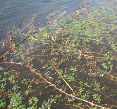 Ludwigia adscendens diffusa