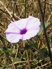 Astripomoea malvacea malvacea