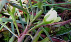 Ludwigia adscendens diffusa