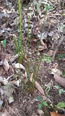 Actinostachys confusa