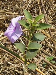 Astripomoea malvacea malvacea