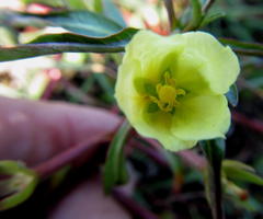Ludwigia adscendens diffusa
