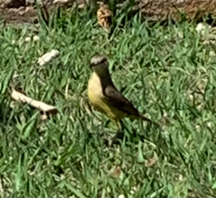 Machetornis rixosa