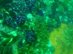 Pentacta doliolum