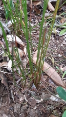 Actinostachys confusa