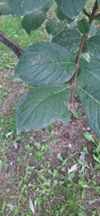 Magnoliopsida