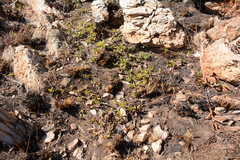 Parinari capensis capensis