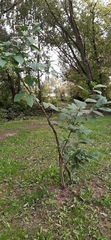 Magnoliopsida
