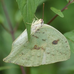 Phoebis neocypris virgo