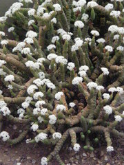 Crassula rupestris marnierana