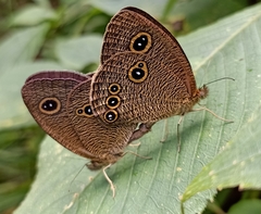 Ypthima nikaea