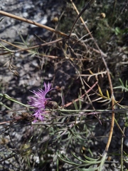 Centaurea lavrenkoana