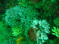 Stylaster nobilis