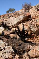 Xerophyta retinervis