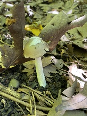 Amanita virginiana