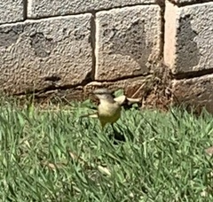 Machetornis rixosa