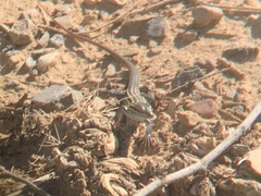 Aspidoscelis exsanguis