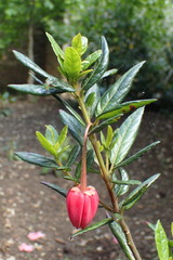 Crinodendron hookerianum