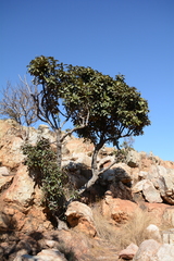 Englerophytum magalismontanum