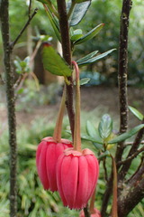 Crinodendron hookerianum