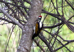 Chrysocolaptes festivus