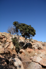 Englerophytum magalismontanum