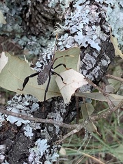 Acanthocephala alata
