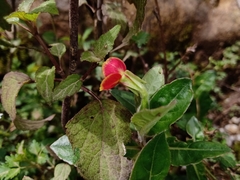 Oenothera epilobiifolia