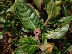 Oenothera epilobiifolia