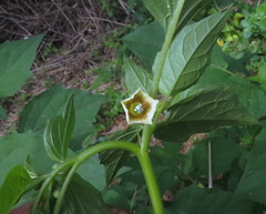 Physalis minima