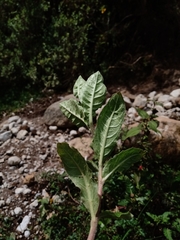 Oenothera epilobiifolia