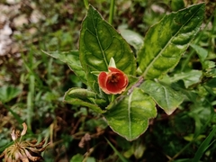 Oenothera epilobiifolia