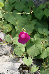 Ipomoea orizabensis