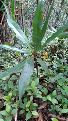 Campnosperma seychellarum