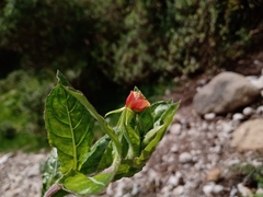 Oenothera epilobiifolia