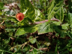 Oenothera epilobiifolia