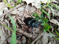 Lucanus cervus cervus