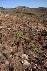 Parinari capensis capensis