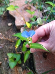 Commelina communis