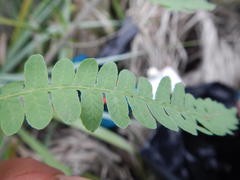 Thelypteris confluens