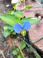 Commelina communis