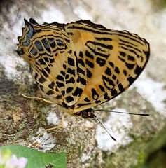 Symbrenthia niphanda