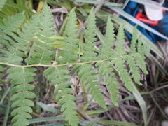 Thelypteris confluens