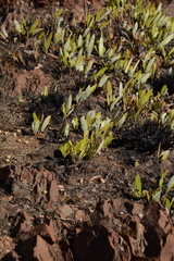 Parinari capensis capensis