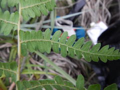 Thelypteris confluens