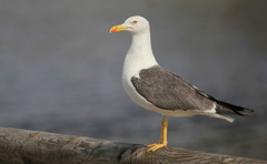 Larus fuscus