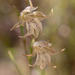 Gladiolus recurvus - Photo 由 Carina Lochner 所上傳的 (c) Carina Lochner，保留部份權利CC BY-NC