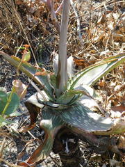 Aloe parvibracteata