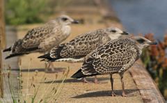 Larus fuscus