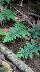 Selaginella willdenowii